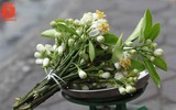 Hà Nội trong hương bưởi tháng 3